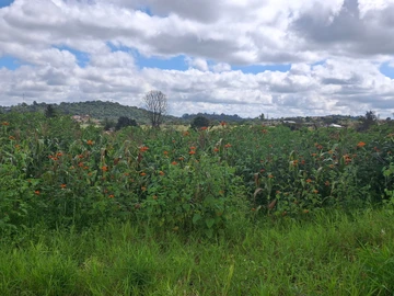 Commercial & Industrial Land