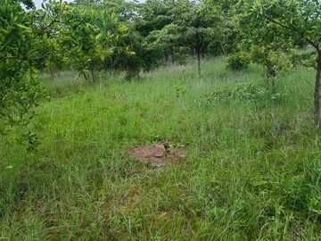 Farm & Agricultural Land