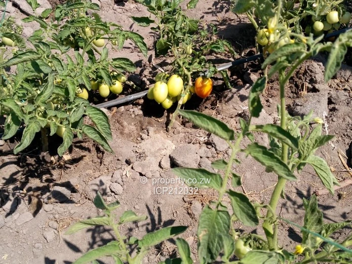 Clon Moran Kadoma 1.02 hectare plots for $10K Cash. Terms also available