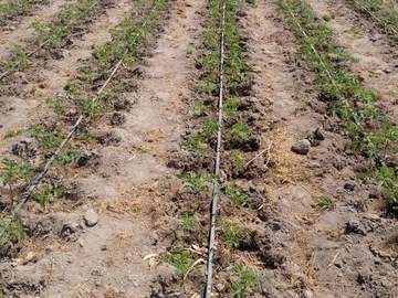 Farm & Agricultural Land