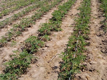 Farm & Agricultural Land