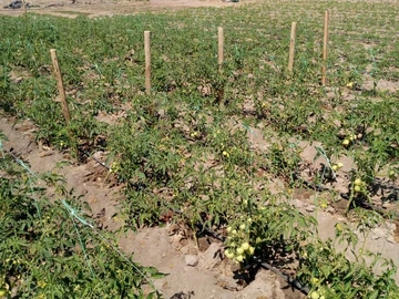 Farm & Agricultural Land